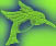 colibr�