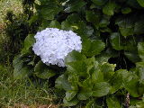 Foto por Yin Zhi Shakya - Flor: Hortensia