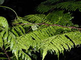 Helechos en la Foresta Lluviosa