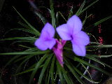 Flor: Bromelia_1