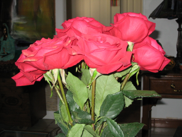 Rosas - Foto por Yin Zhi Shakya